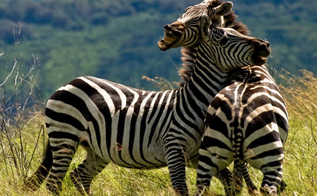 Two Zebras Fighting