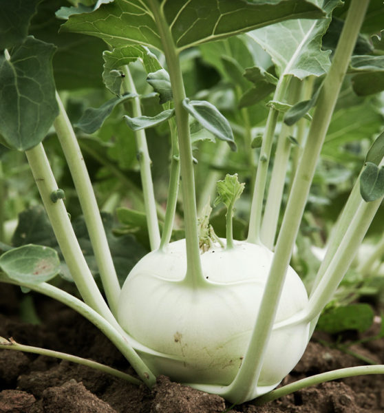 Cabbage Turnip