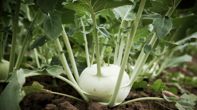 Cabbage Turnip