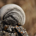 Snail-ish shelf fungus