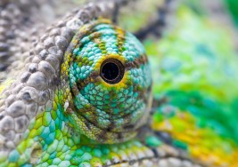 Chameleon’s eye