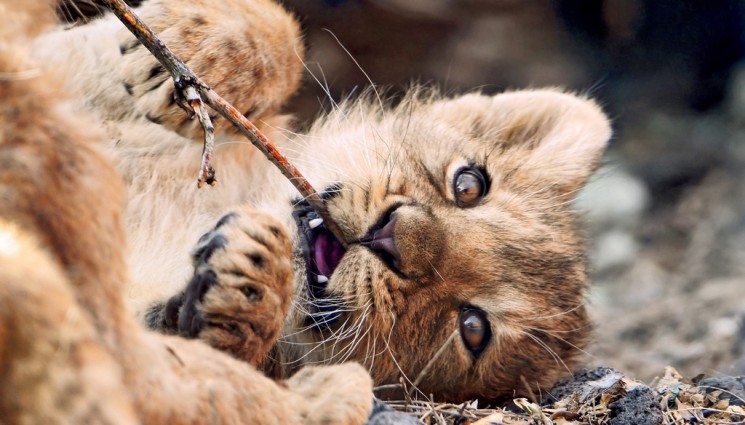 A twig is the best toy!