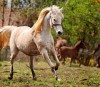 A white Arabian mare galloping in her paddock.