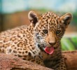 Wildlife of Africa. Leopards