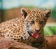 Wildlife of Africa. Leopards