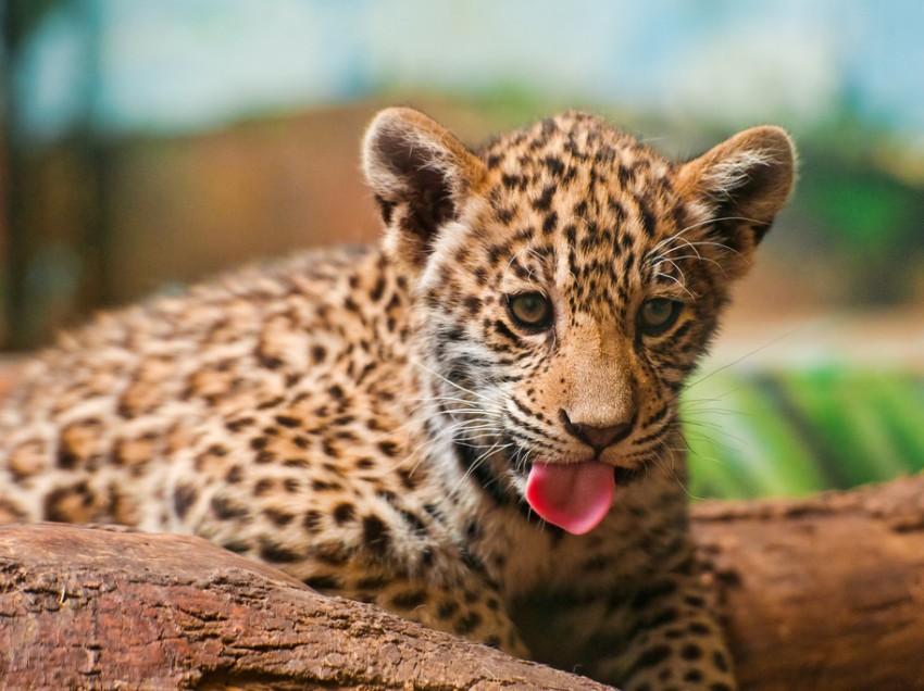 Wildlife of Africa. Leopards