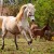 A white Arabian mare galloping in her paddock.